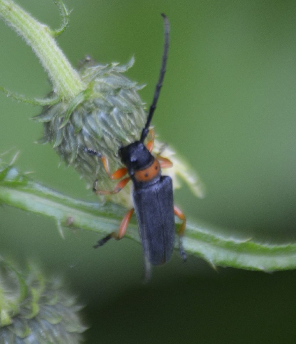 Cerambycidae:  Musaria affinis?  S !